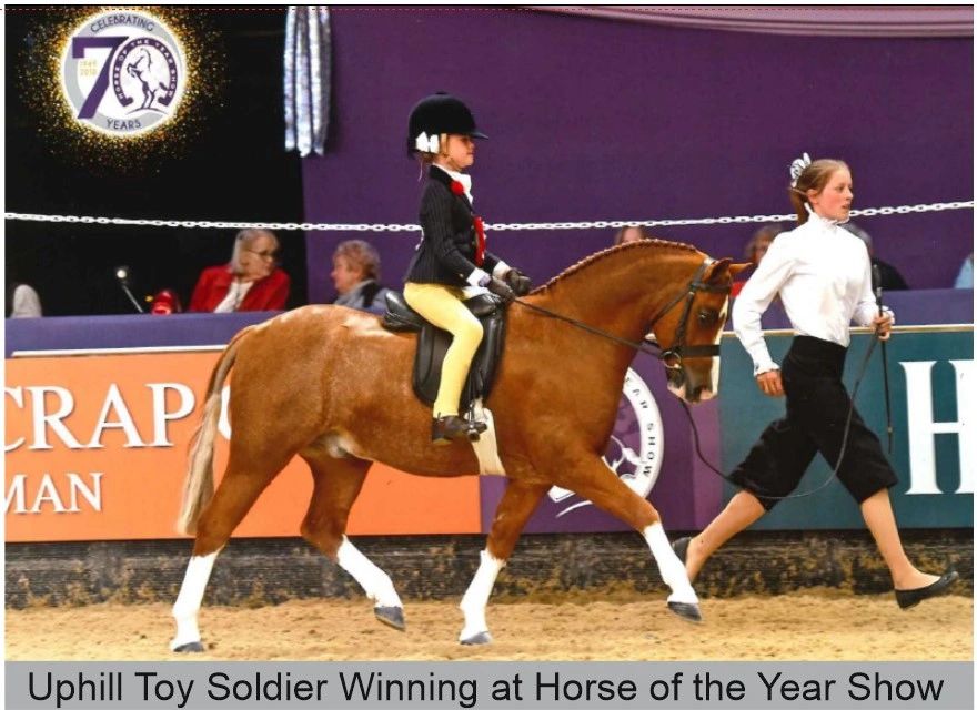 EquinePatch Equine, Shin Splints, Equine, Horse